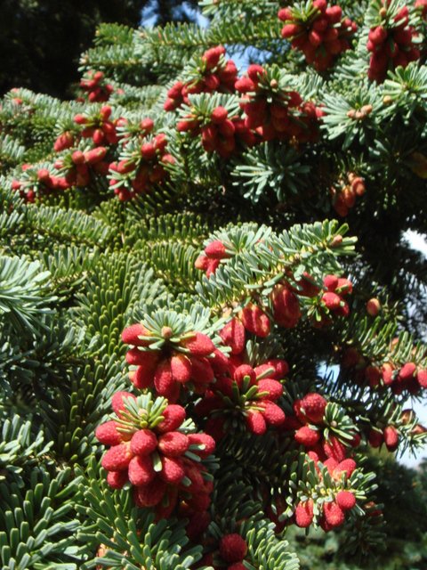 Abies homolepis fleur